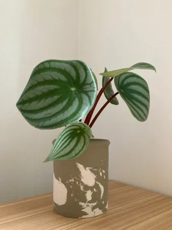 페페로미아 키우기 물주기 분갈이 빛관리 작고 예쁜 실내식물_7