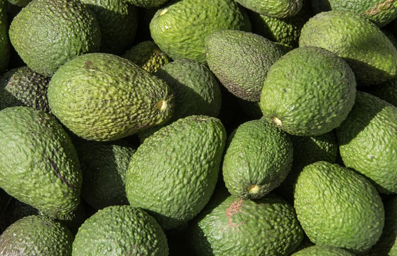 아보카도 부작용|유래|잘익은 아보카도|칼로리|영양소|혈당|권장