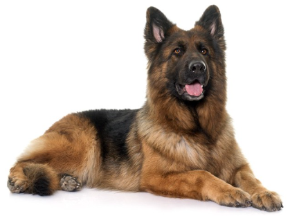 롱코트 타입의 저먼 셰퍼드 도그 105413542.