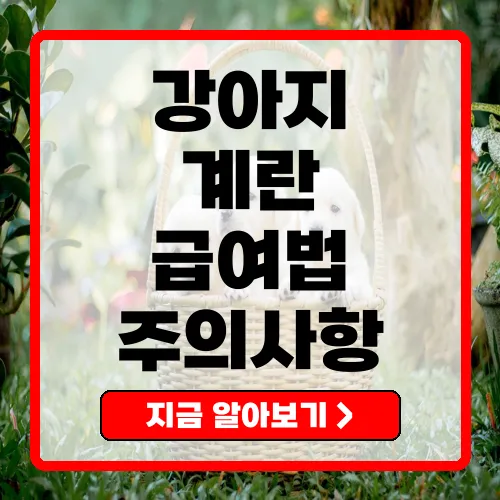 강아지 계란 급여법