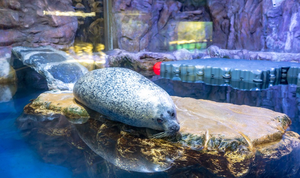제주 동쪽 가볼만한곳 (아쿠아플라넷 제주)