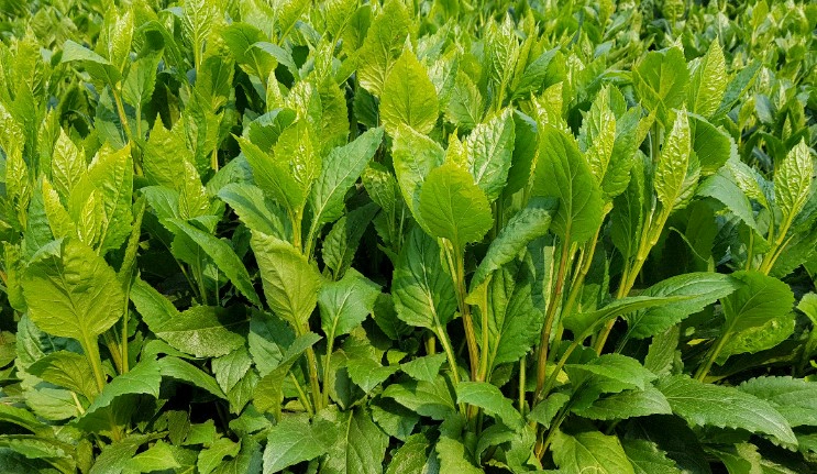 쑥부쟁이 나물 효능