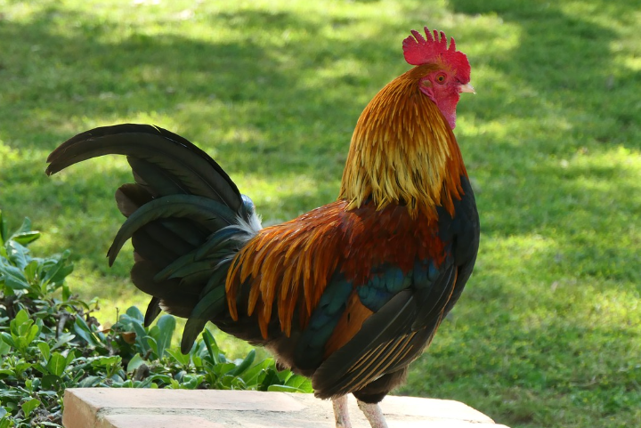 2023년 닭띠운세