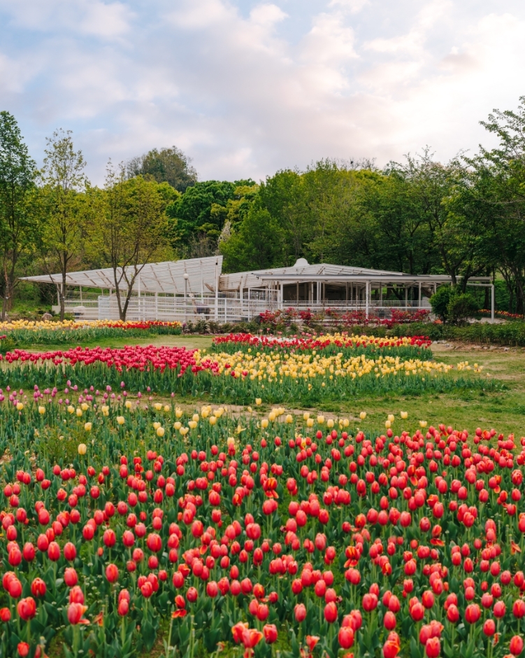 억만송이 봄꽃대향연 튤립 수선화 축제