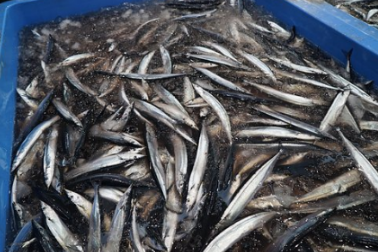 과메기 고르는 방법