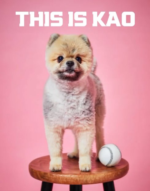 이정후 반려견 '까오'