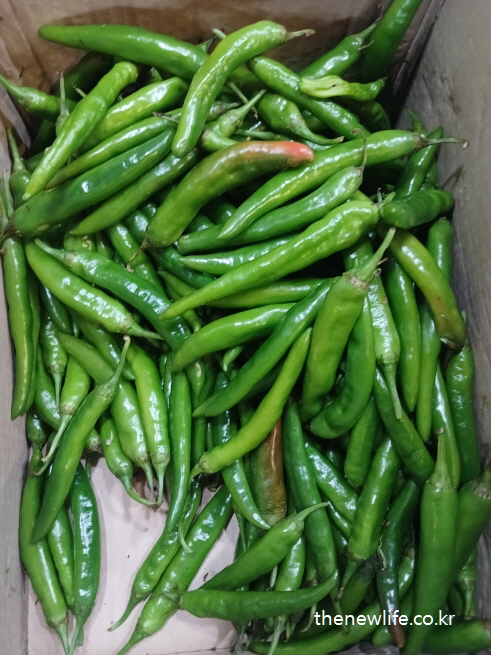 상자 안에 가득 담긴 라면 중독해결을 위한 청양고추