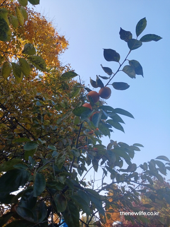 가을 햇살을 받은 감나무 가지에 여러 개의 단감이 달린 모습을 담은 실사 사진