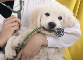 강아지 / 출처:어도비스톡