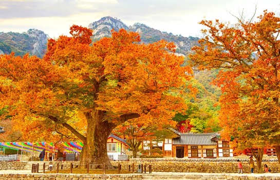 [단풍구경명소 가볼만한곳] 전라북도 부안군 단풍이 아름다운 사찰 &ndash; 내소사