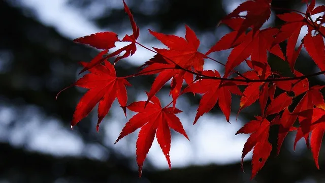 마늘장아찌 담그는 방법 알토란 백종원 레시피 비교_4