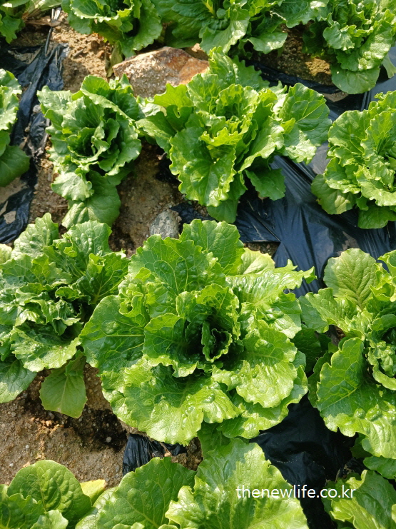 Overhead view of wrinkled green leaf lettuce growing on soil-주름진 청상추를 위에서 촬영한 이미지