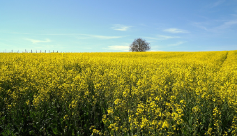 강릉 안반데기 유채