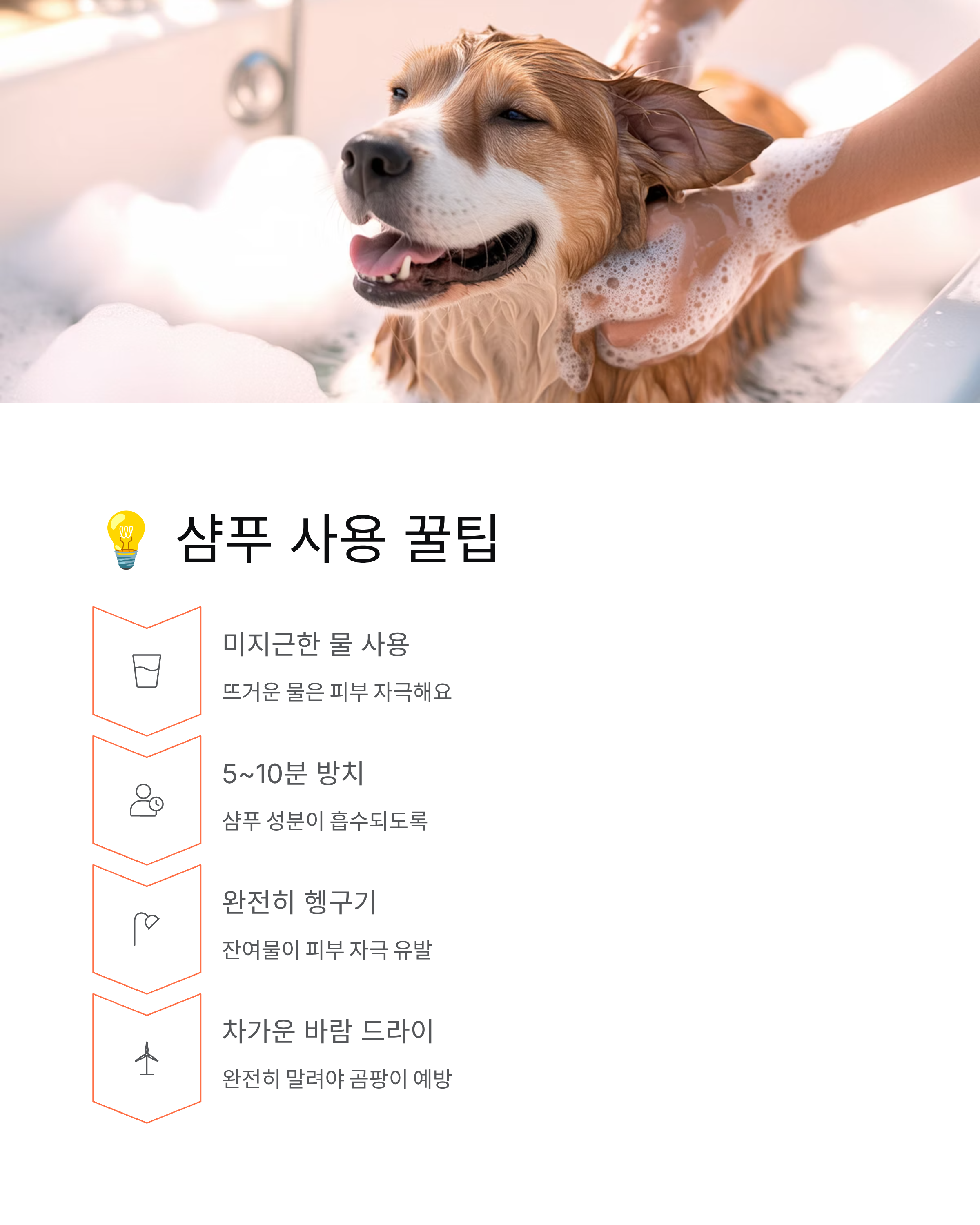 강아지 피부병 🐕 종류·증상·치료법·샴푸까지 완벽 정리!