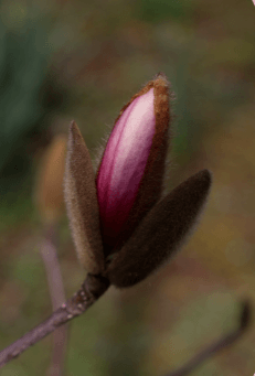 천리포수목원 가든하우스 