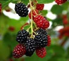 식이섬유가 많은 음식