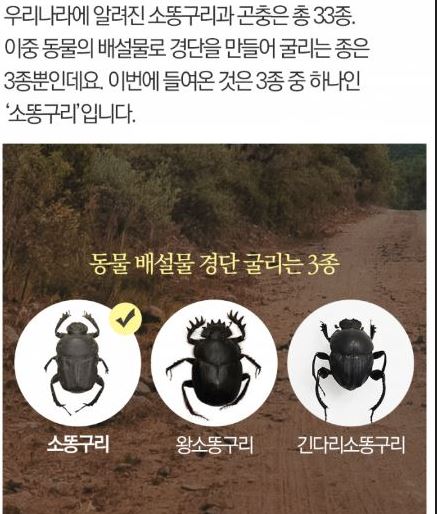 소똥구리 소개, 생태학적 역할