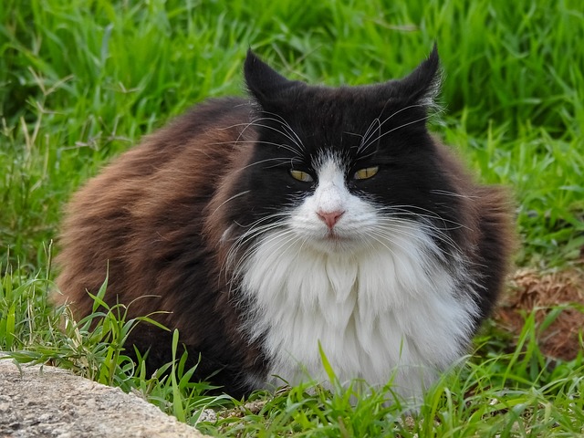 노르웨이 숲 고양이