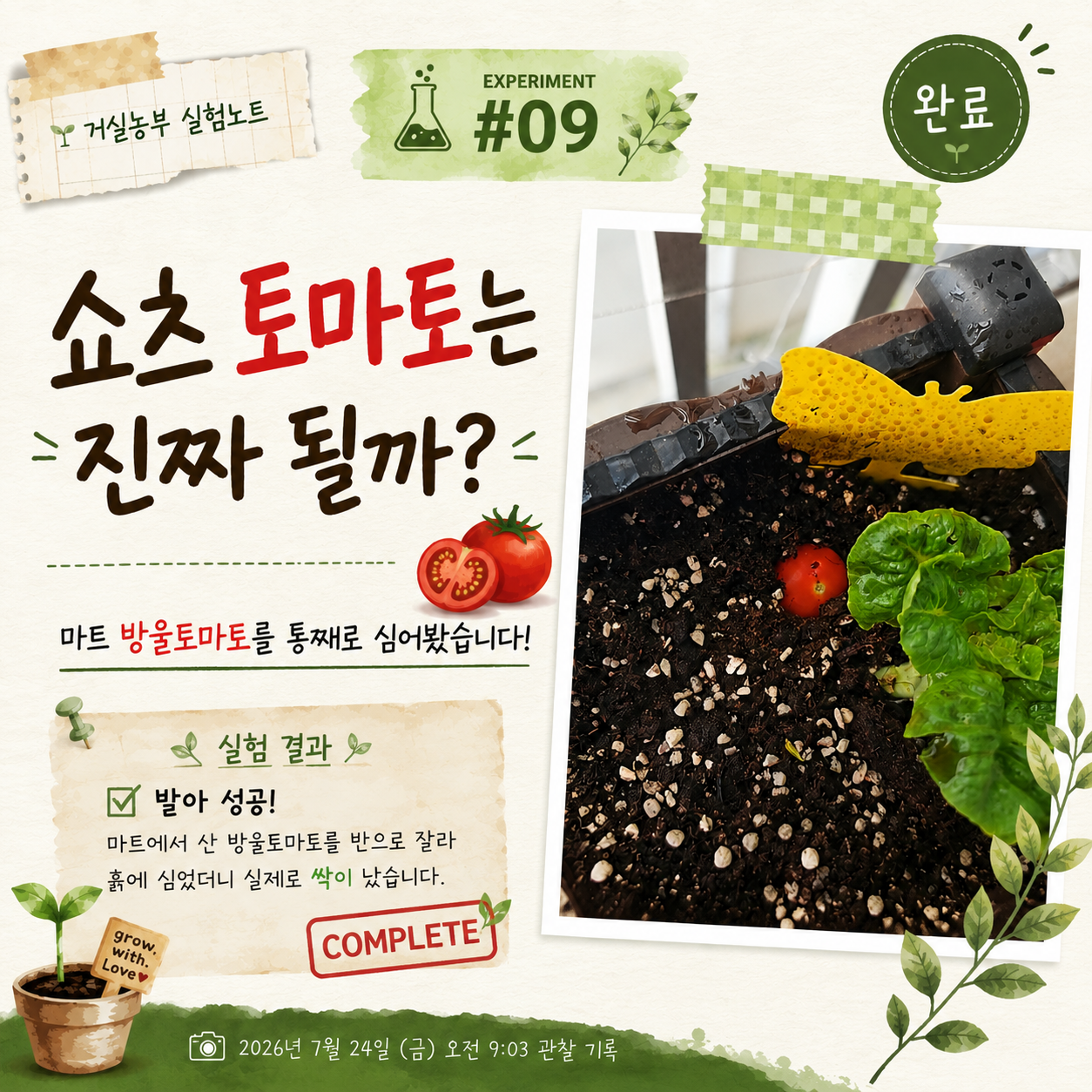 거실농부 실험노트 #09 마트 방울토마토를 통째로 심어 발아를 확인한 실험 요약 이미지