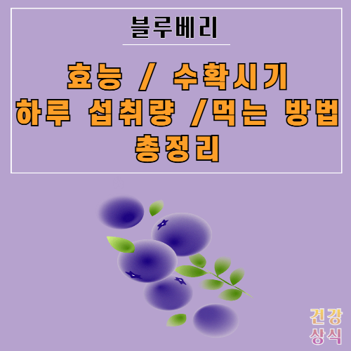 블루베리 효능 수확시기 하루 섭취량 먹는 방법 총정리