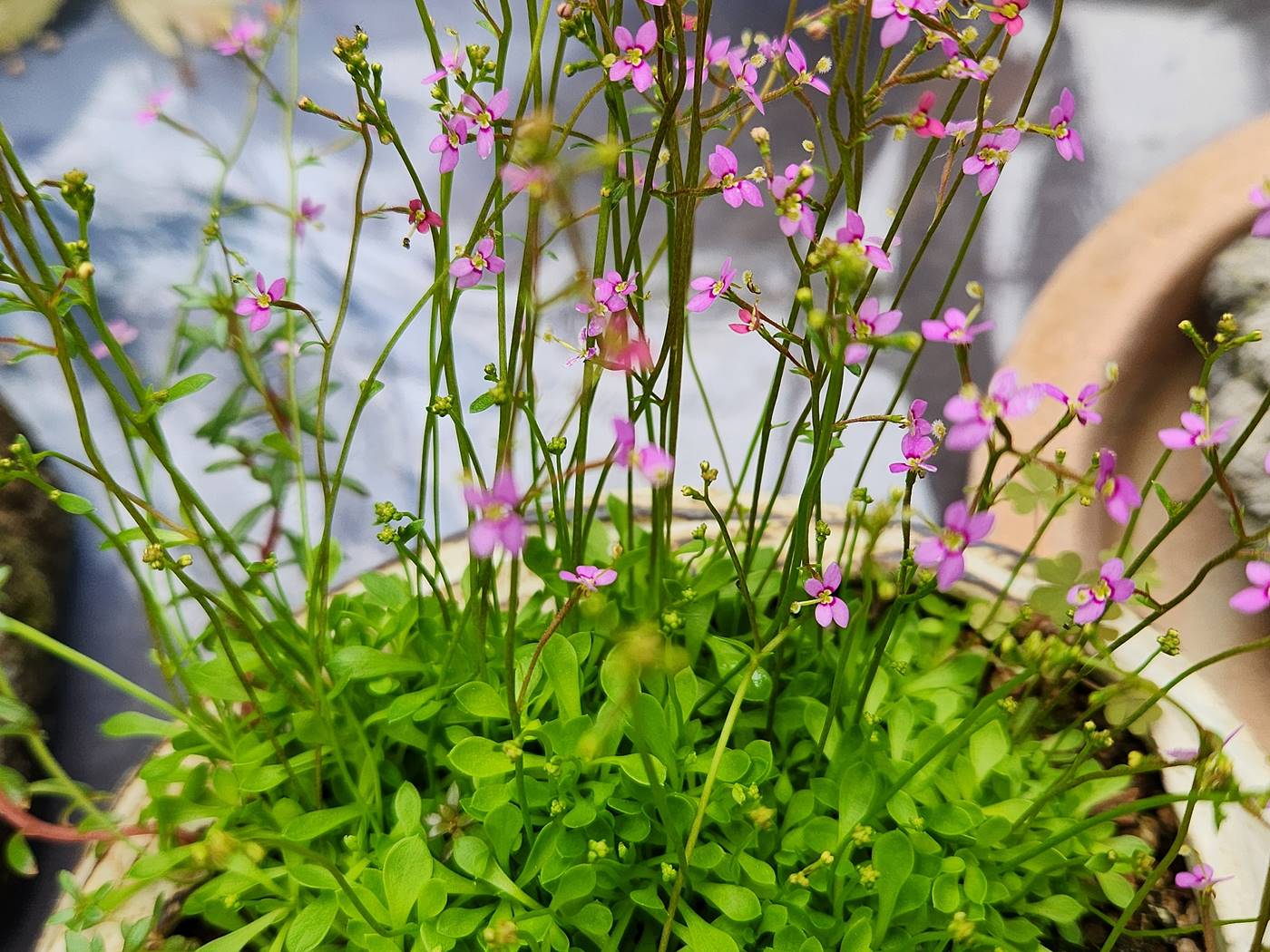 스티리디움 데빌레(스틸리디움) Stylidium