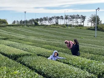 제주 오설록 티뮤지엄 관람 팁과 근처 카페 안내_17