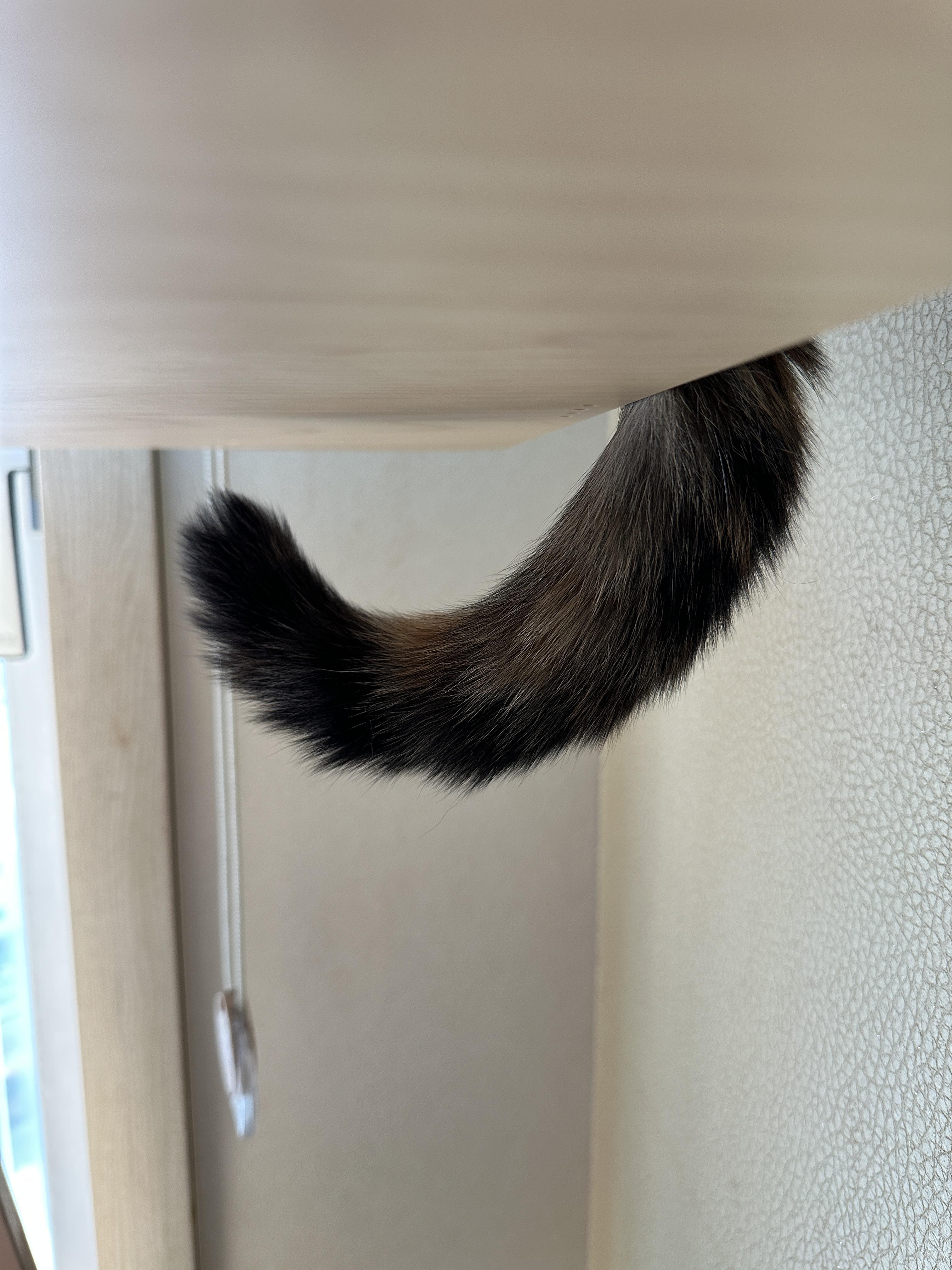 쉴-때도-엣지-있는-요미-꼬리