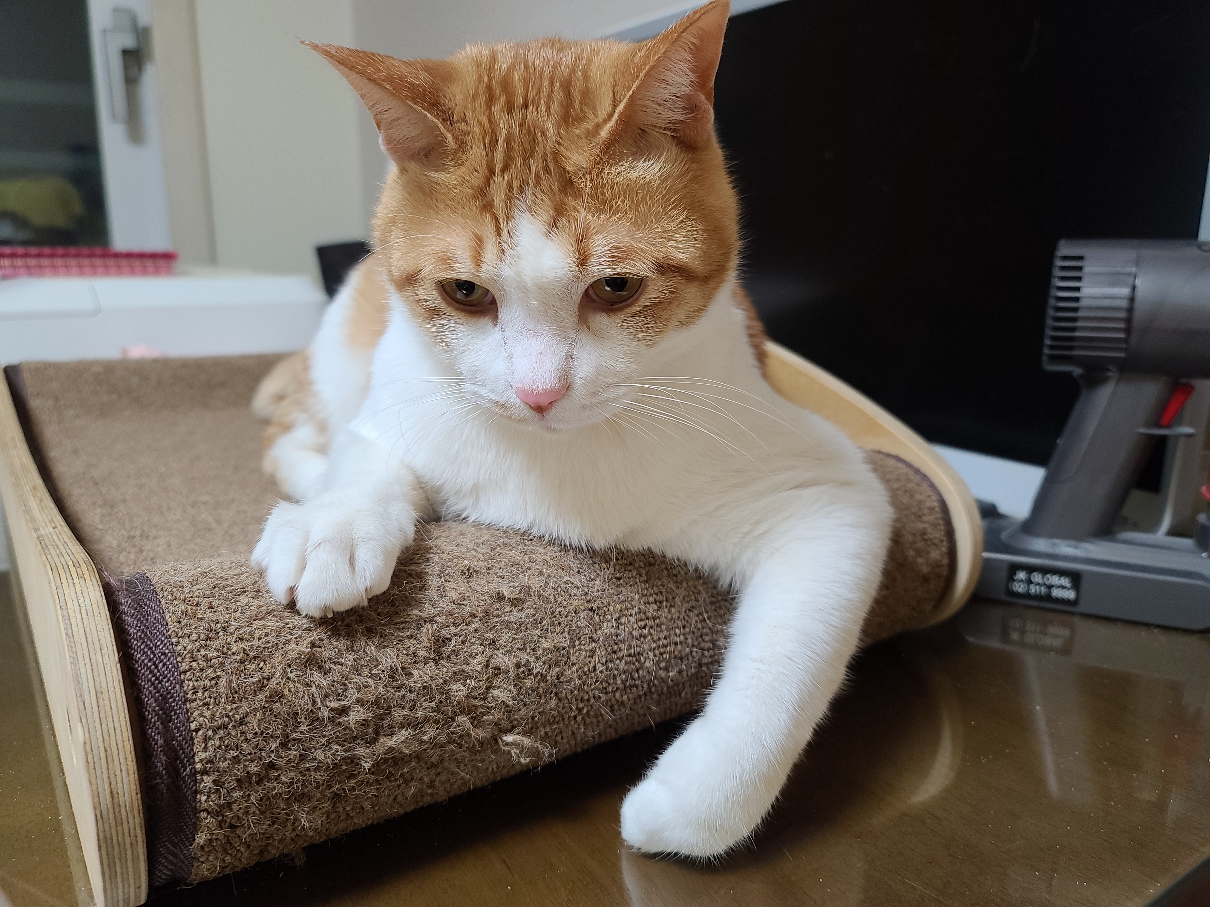 삐진 치즈냥이 막둥이 삐용