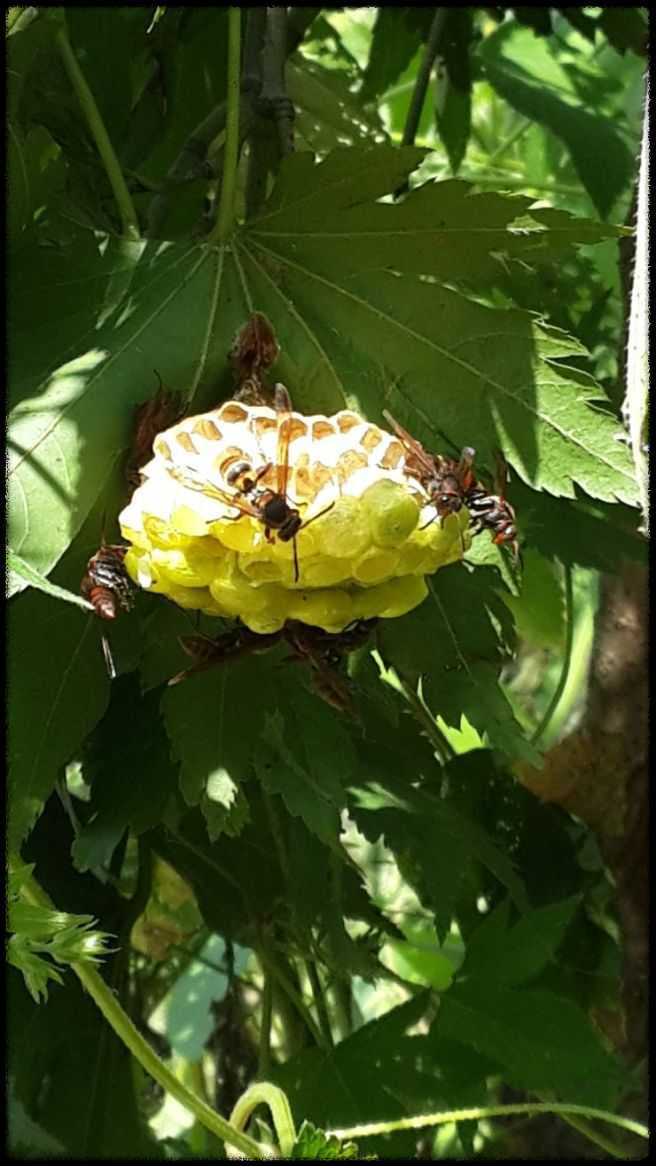 가을 산행에서 벌과 뱀 조심하는 법 - 안전한 산행을 위한 필수 가이