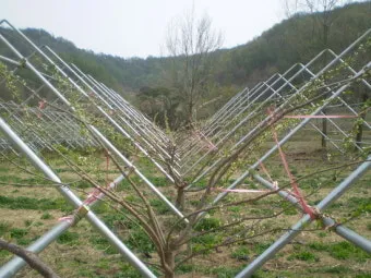 자두 재배 결과지 관리 칼슘 시비 낙과 예방_11