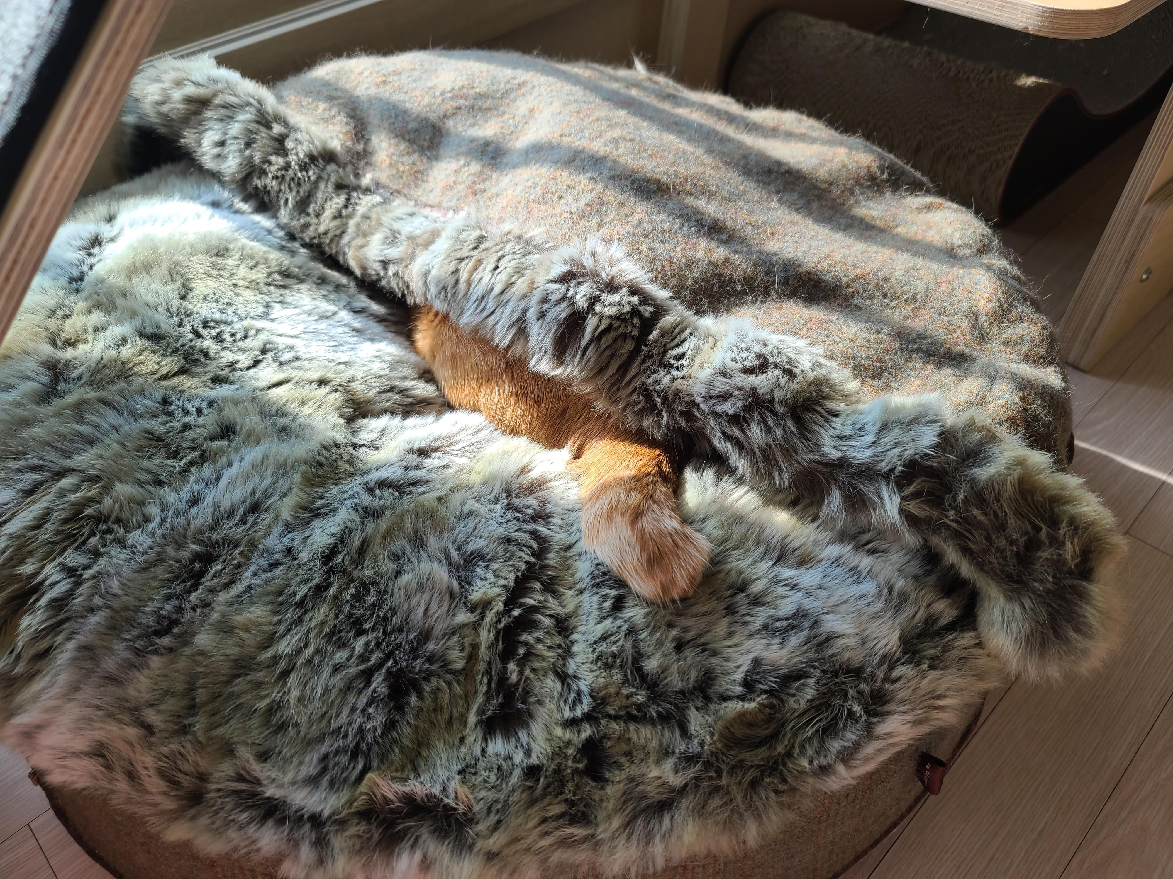 숨은고양이 찾기