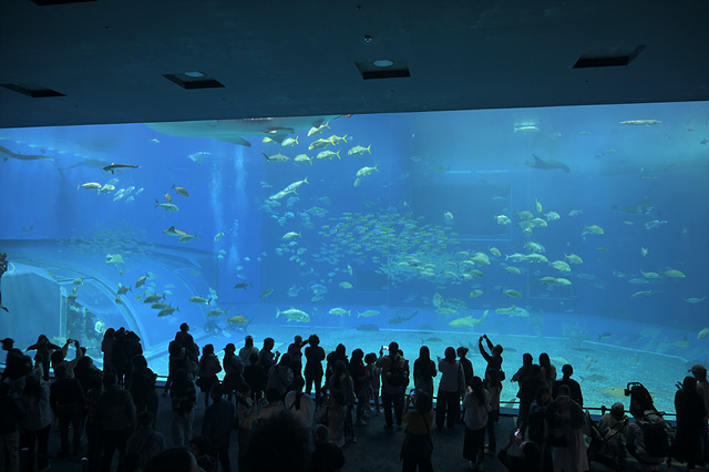 츄라우미 수족관2