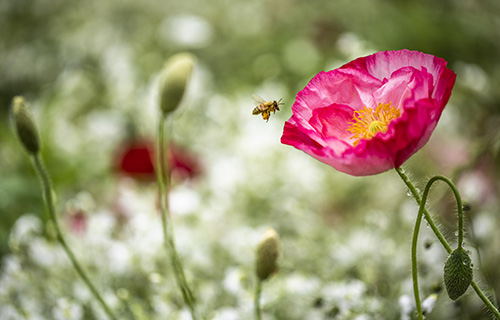 프로폴리스효능