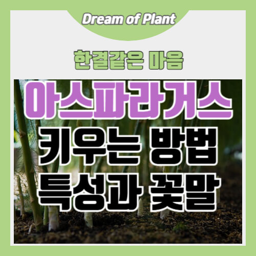 아스파라거스 키우는 방법 썸네일 이미지