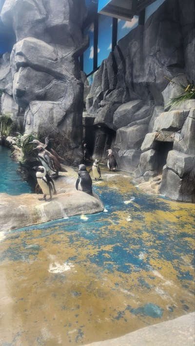 아쿠아플라넷 제주