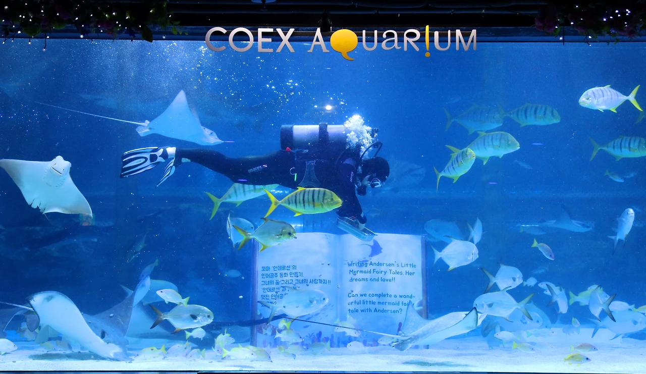 수족관에서 다이버가 먹이주는 모습