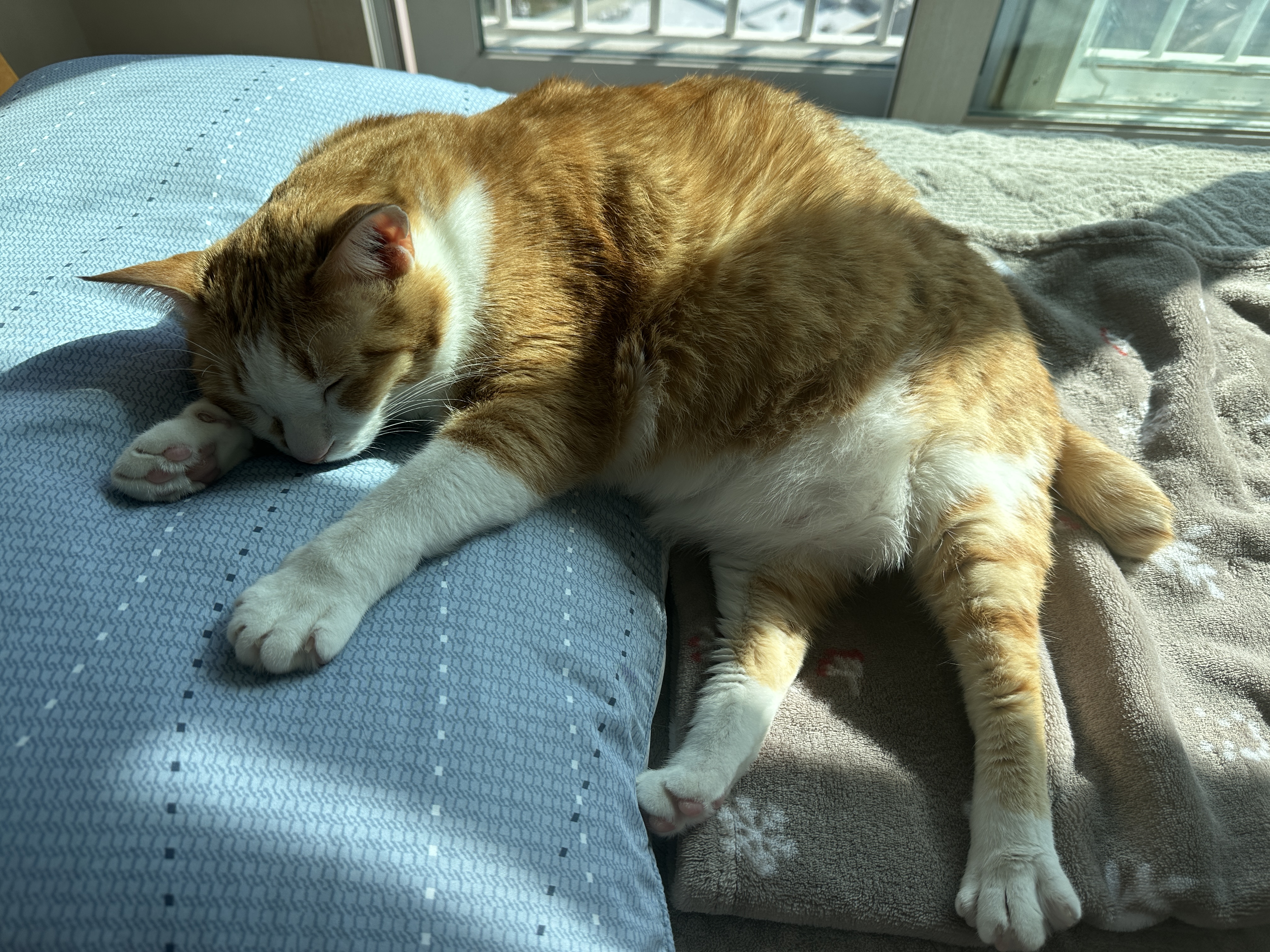 베개_위에_상체를_올리고_잠든_호야