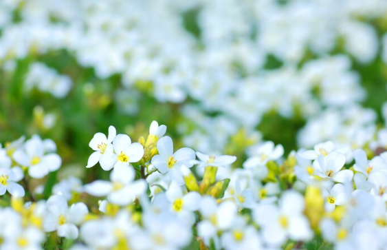 부산 봄꽃 축제 일정 벚꽃 명소 교통편 개화시기