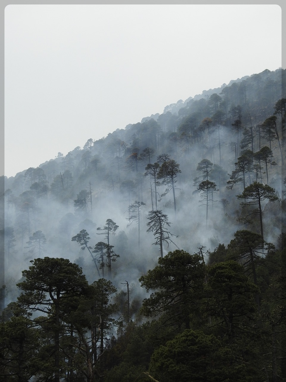 산불 전문 예방 진화대
