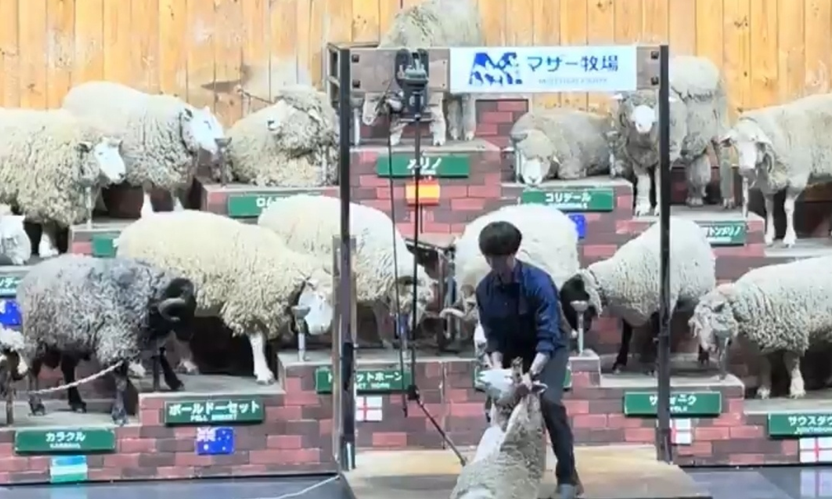 양털깎기 쇼 (シープショー / 羊の毛刈りショー)