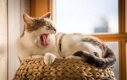 하품을 하는 피곤한 고양이의 모습