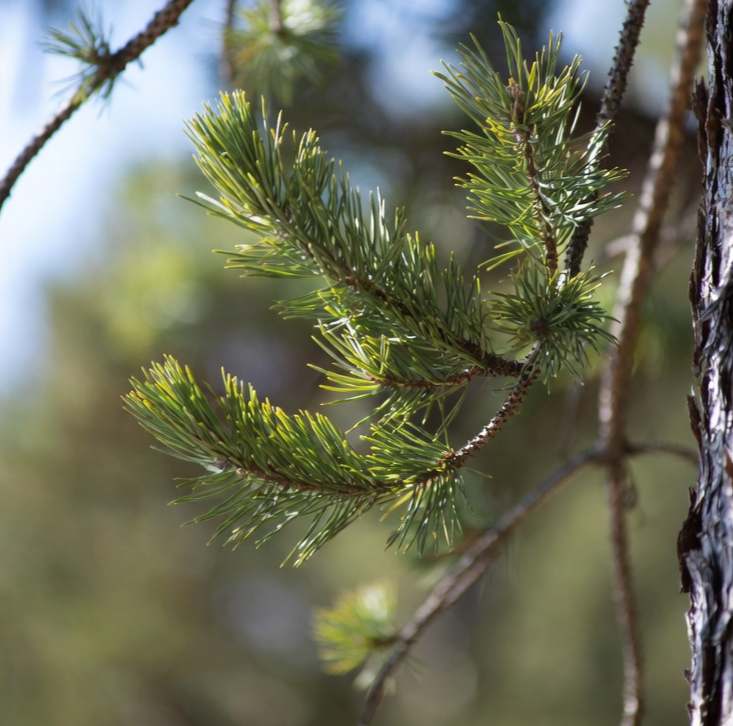 더파인 프리미엄 효능은 자연을 담은 추출물 