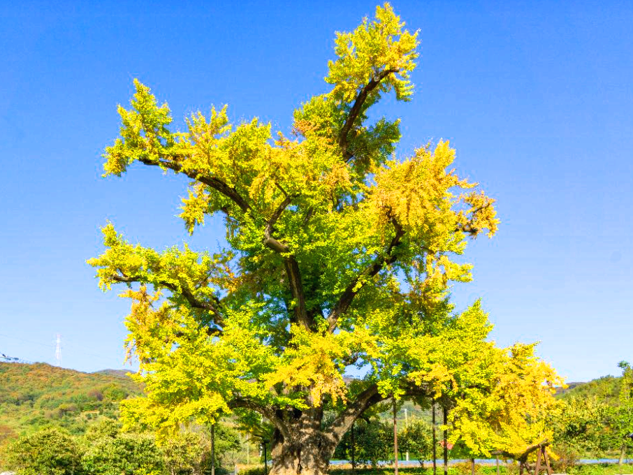 부여 주암리 은행나무