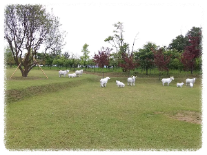 짚라인, 서바이벌, 클라이밍까지! 강화레포츠파크