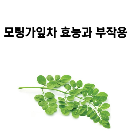 모링가잎차 효능과 부작용