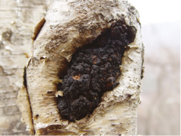 차가버섯 부작용과 섭취시 주의사항