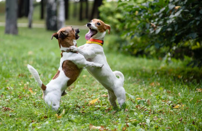 친구를 만나서 기쁜 개