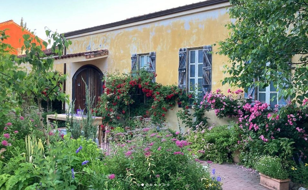 하늬팜 라벤더축제 개화상황