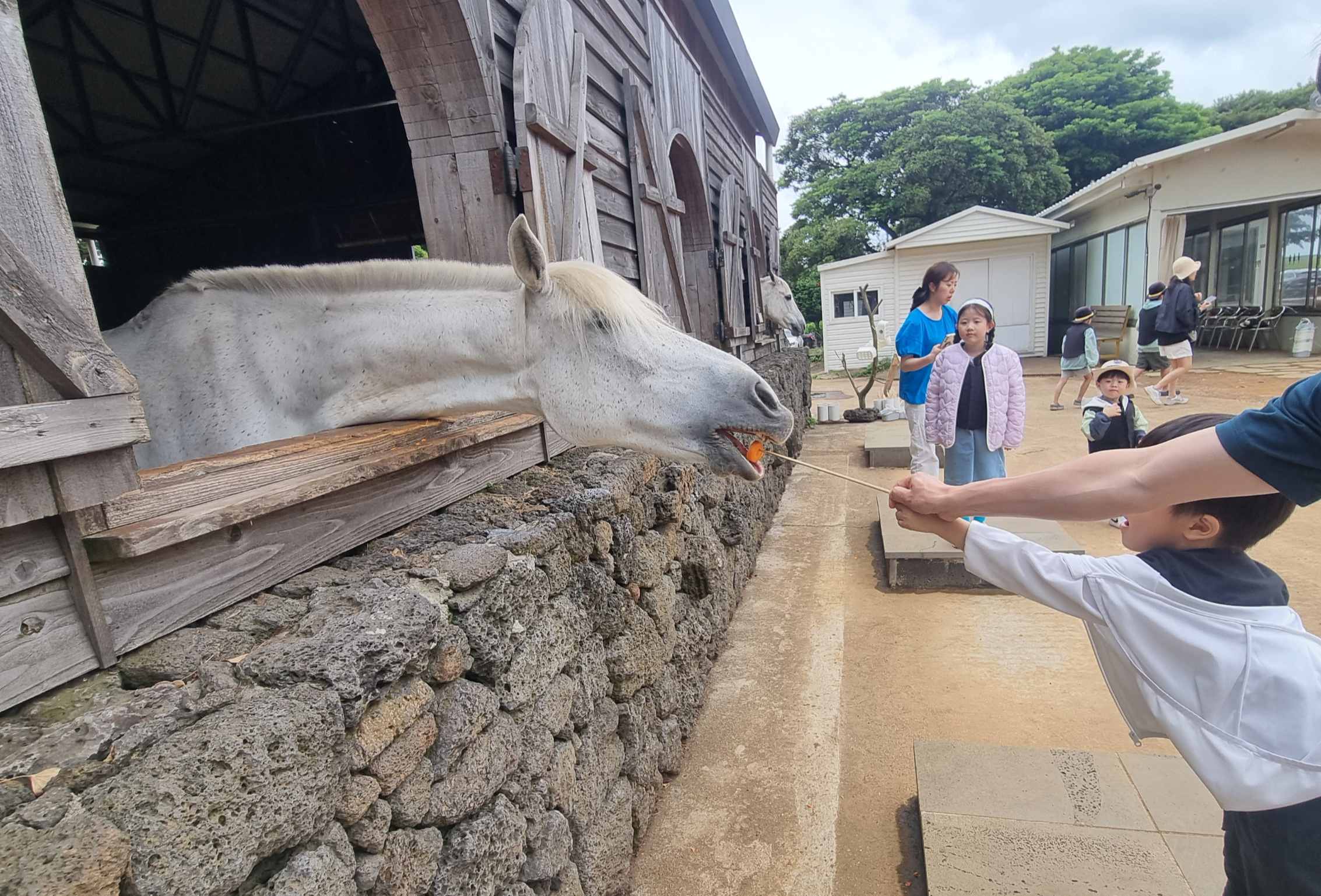 제주 목장카페 밭디