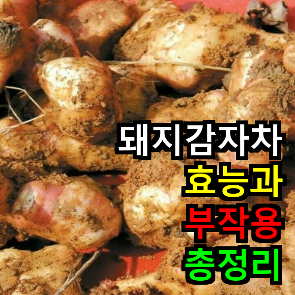 돼지감자차 효능과 부작용